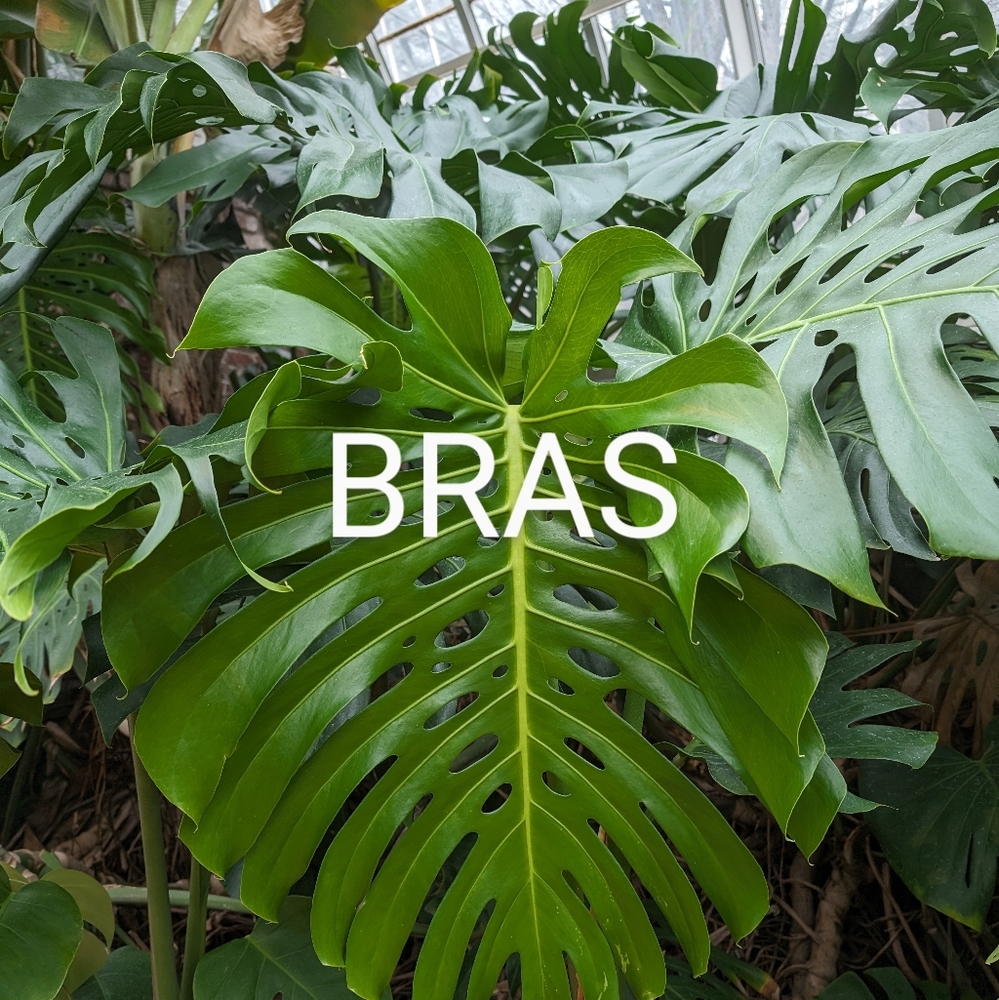 Bras